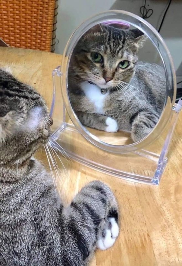 Hilarious Cats (35 pics)