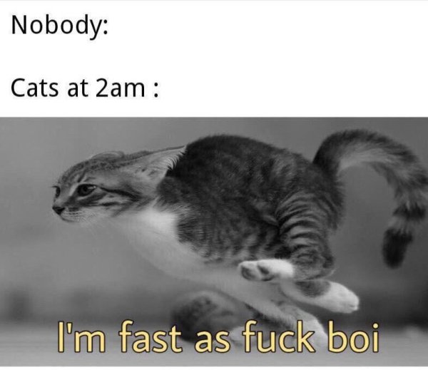 Hilarious Cats (35 pics)