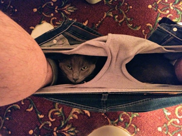 Hilarious Cats (35 pics)