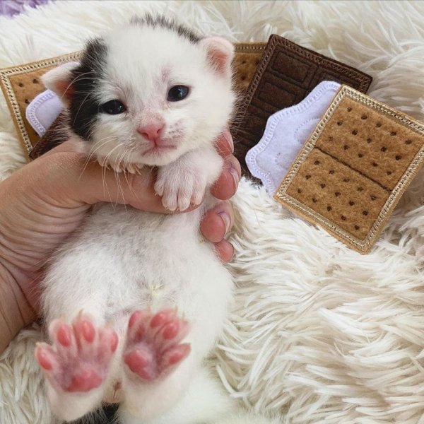 Hilarious Cats (35 pics)