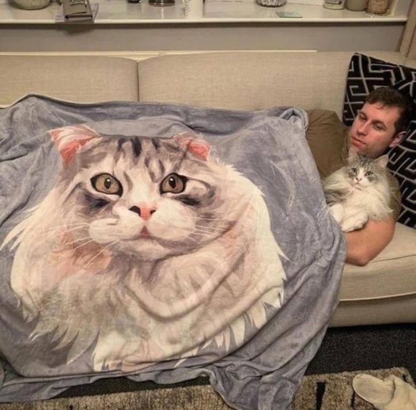 Hilarious Cats (35 pics)