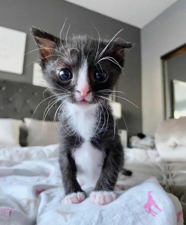 Hilarious Cats (35 pics)