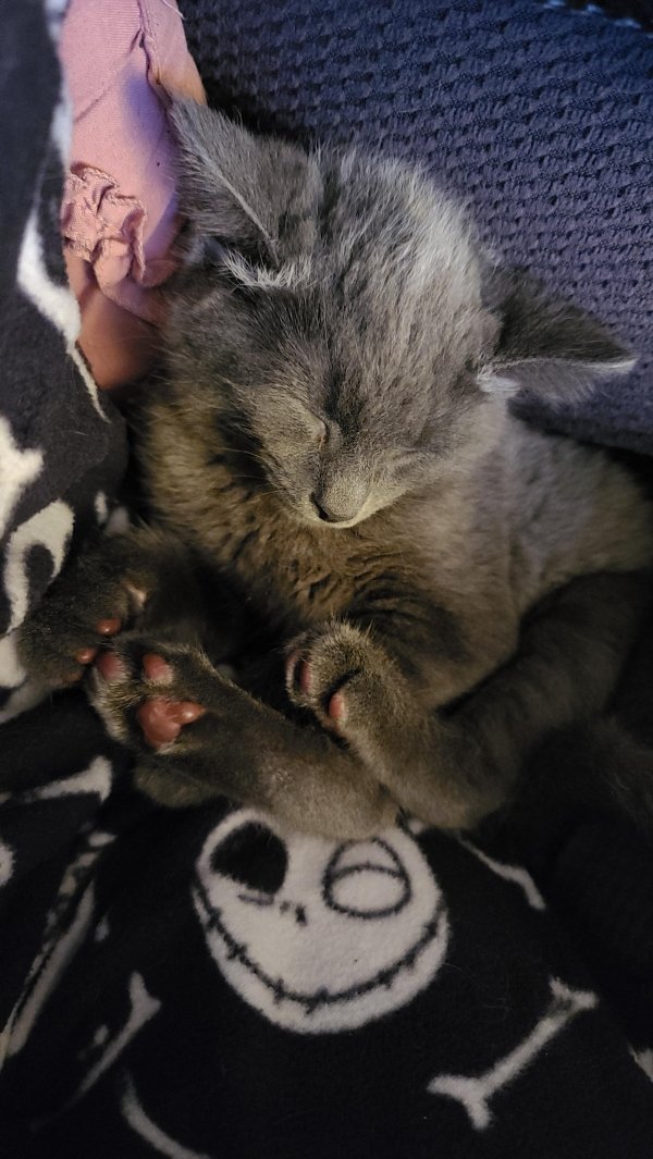 Hilarious Cats (35 pics)