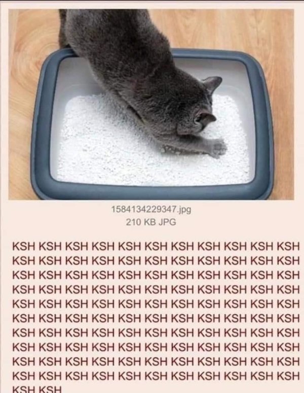 Hilarious Cats (35 pics)