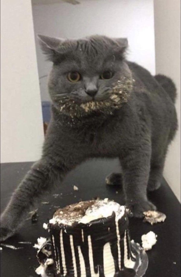 Hilarious Cats (35 pics)