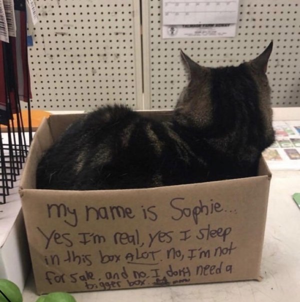 Hilarious Cats (35 pics)
