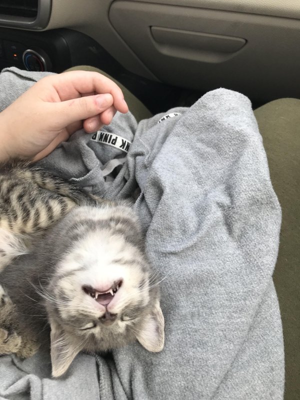 Hilarious Cats (35 pics)