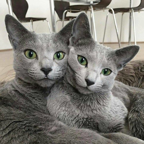 Hilarious Cats (35 pics)
