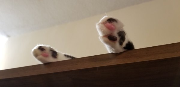 Hilarious Cats (35 pics)