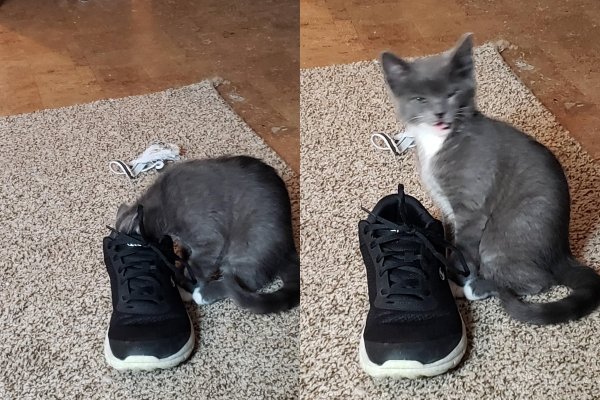 Hilarious Cats (35 pics)