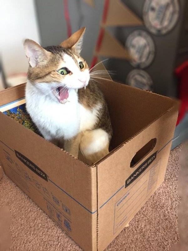Hilarious Cats (35 pics)