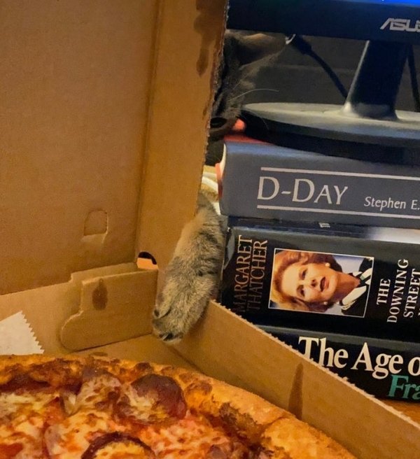 Hilarious Cats (35 pics)