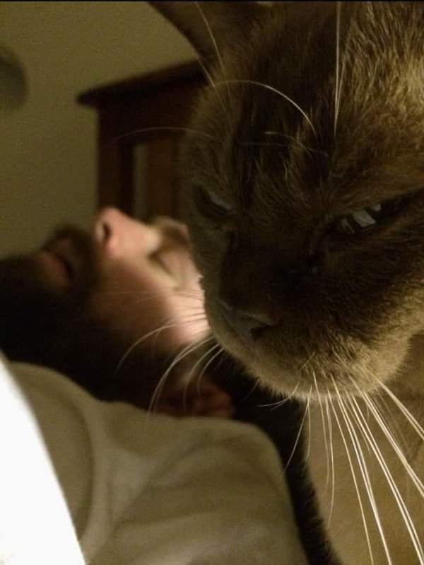 Hilarious Cats (35 pics)