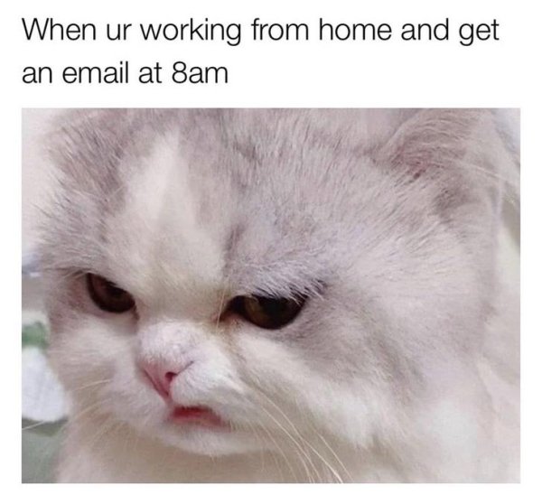 Hilarious Cats (35 pics)