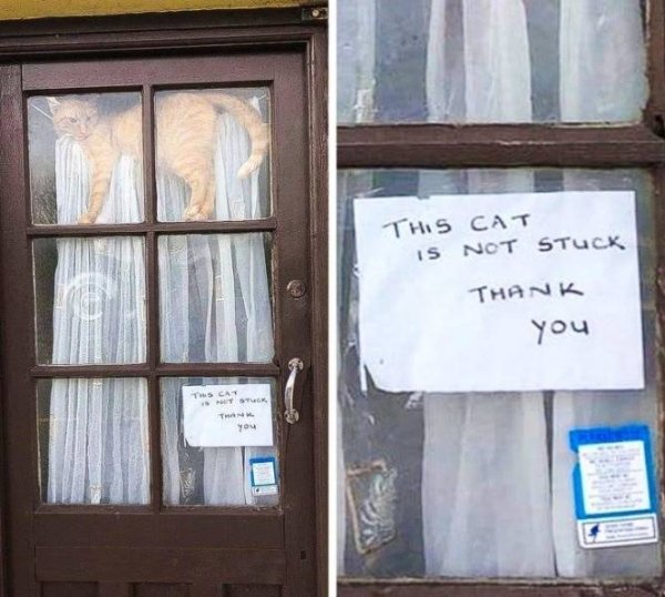 Hilarious Cats (35 pics)