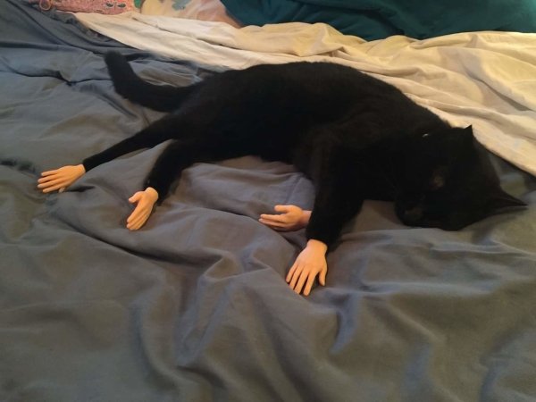 Hilarious Cats (35 pics)