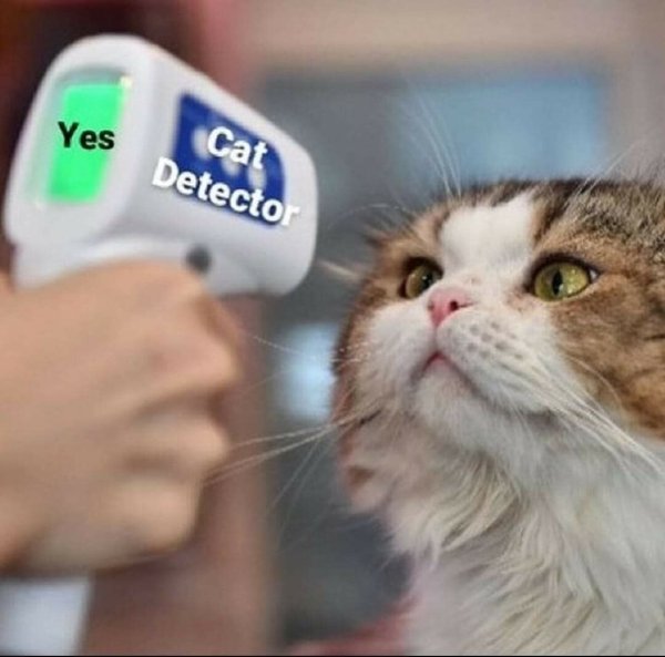 Hilarious Cats (35 pics)