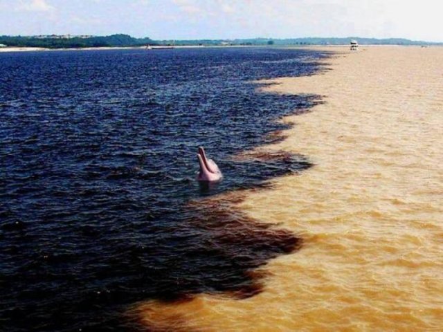 Amazing Pictures (55 pics)