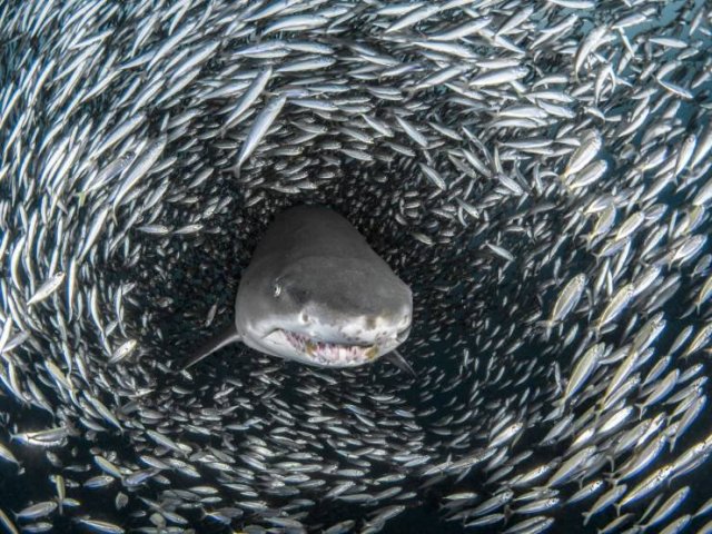 Amazing Pictures (55 pics)