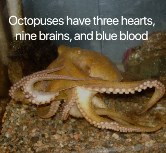 Science Facts (21 pics)