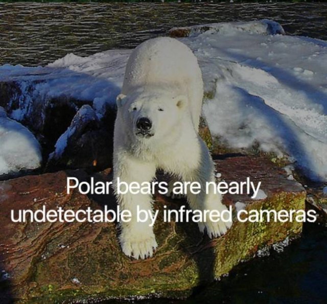 Science Facts (21 pics)