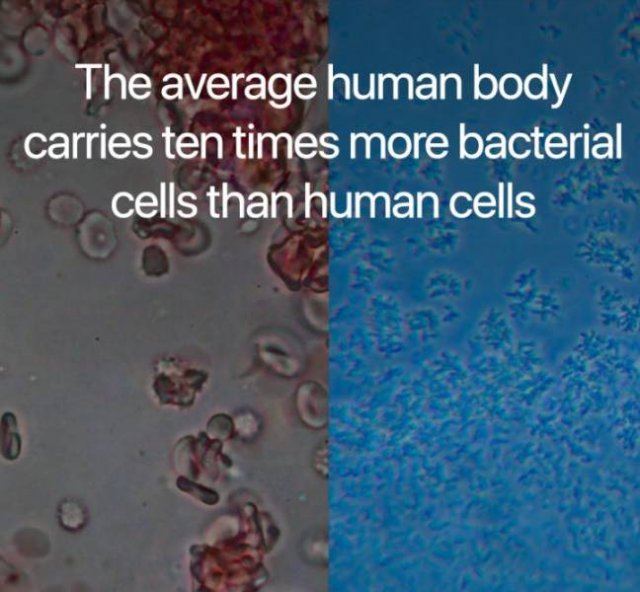 Science Facts (21 pics)