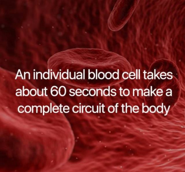 Science Facts (21 pics)