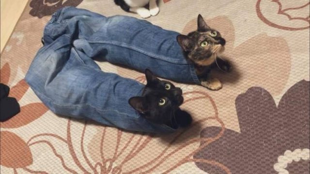Acid Picdump. Part 1 (96 pics)