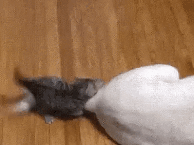 Acid Gifdump, July 1 (25 gifs)