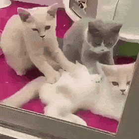 Acid Gifdump, July 1 (25 gifs)