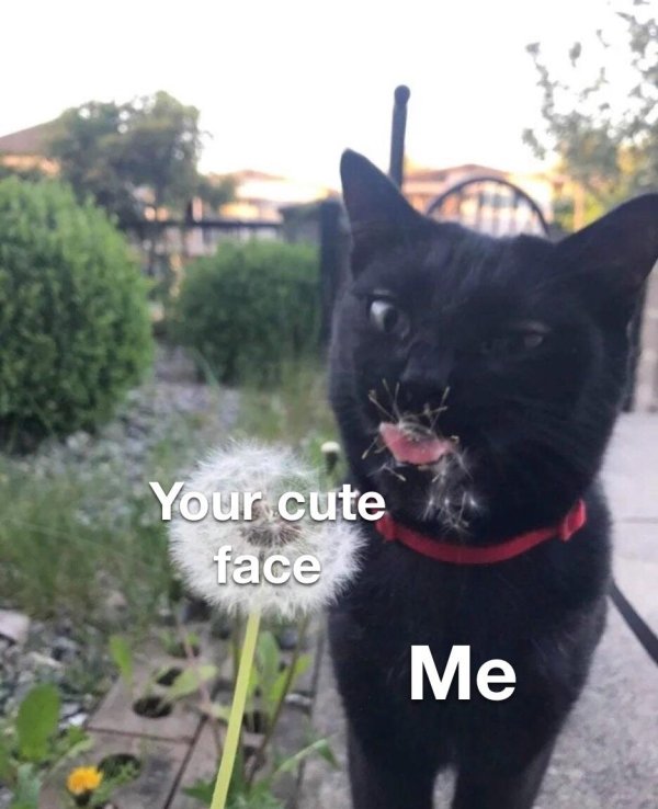 Flirtatious Memes (33 pics)