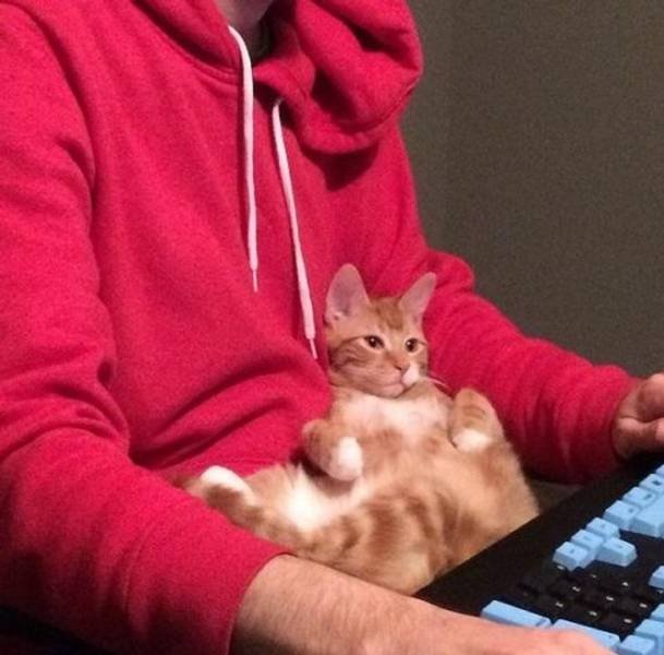 Pets With Their Owners (19 pics)