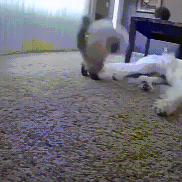 Acid Gifdump, July 7 (25 gifs)