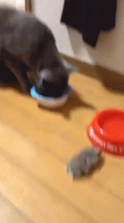Acid Gifdump, July 7 (25 gifs)
