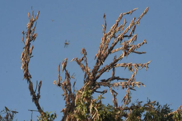 Locust Swarm Invasion In Africa (15 pics)