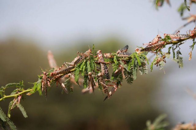 Locust Swarm Invasion In Africa (15 pics)