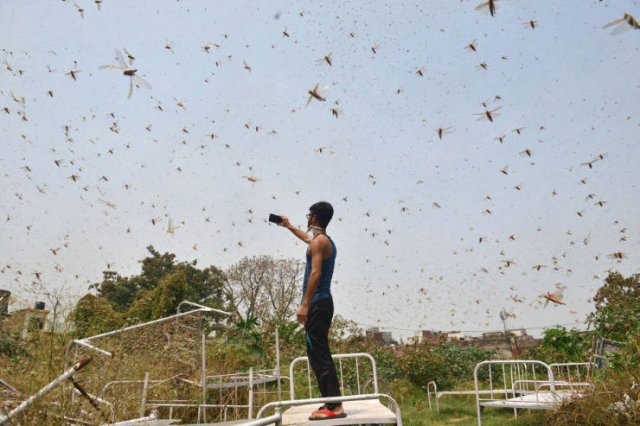 Locust Swarm Invasion In Africa (15 pics)