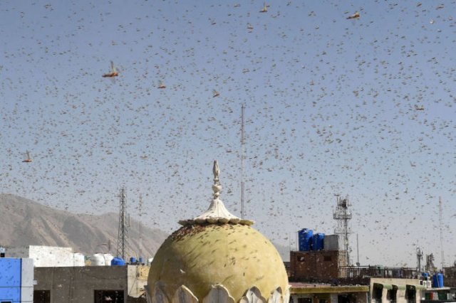 Locust Swarm Invasion In Africa (15 pics)