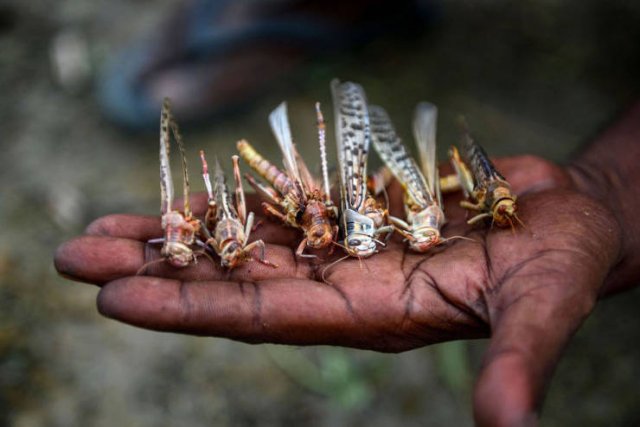 Locust Swarm Invasion In Africa (15 pics)