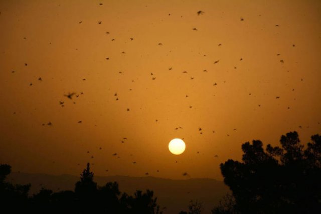 Locust Swarm Invasion In Africa (15 pics)