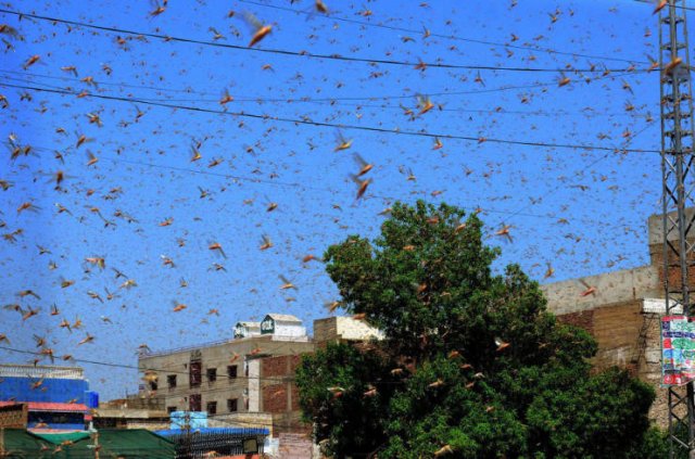 Locust Swarm Invasion In Africa (15 pics)