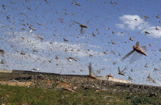 Locust Swarm Invasion In Africa (15 pics)