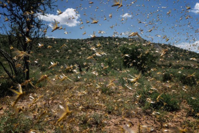 Locust Swarm Invasion In Africa (15 pics)