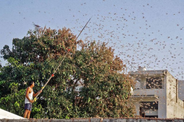 Locust Swarm Invasion In Africa (15 pics)