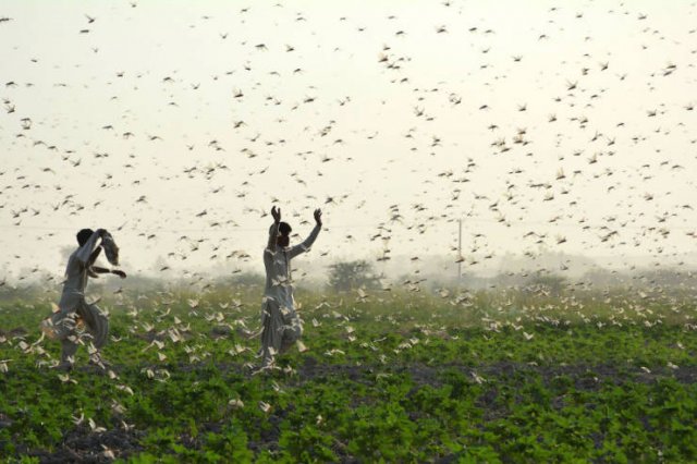 Locust Swarm Invasion In Africa (15 pics)