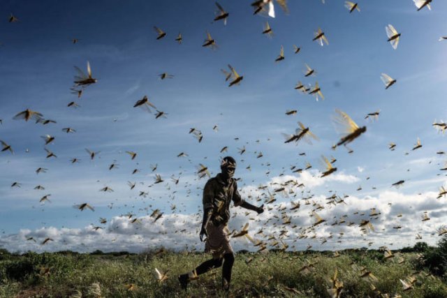 Locust Swarm Invasion In Africa (15 pics)