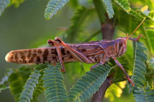 Locust Swarm Invasion In Africa (15 pics)