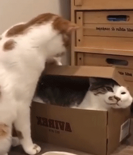 Funny Pets (14 gifs)