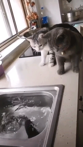 Funny Pets (14 gifs)