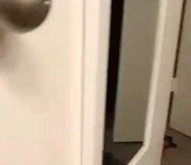 Funny Pets (14 gifs)